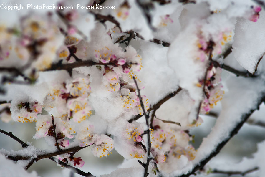 Blossom, Flora, Flower, Plant, Cherry Blossom