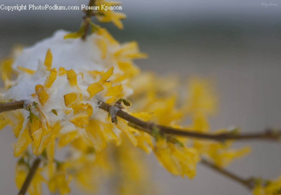 Flora, Pollen, Blossom, Daffodil, Flower, Plant, Anther