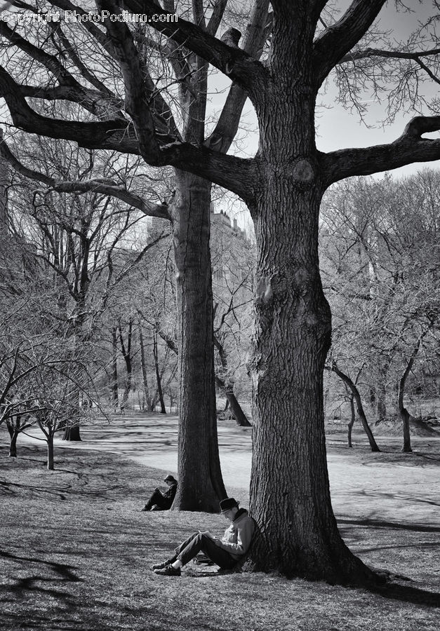 Oak, Tree, Wood, Plant, Fir, Forest, Grove