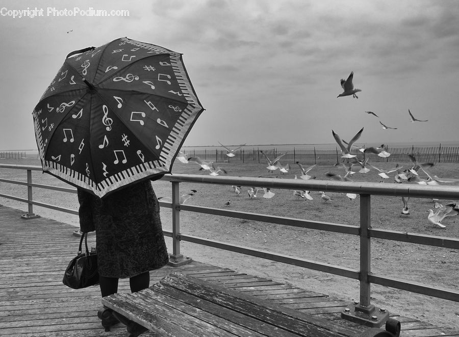 Bird, Seagull, Umbrella, Boardwalk, Deck, Path, Sidewalk
