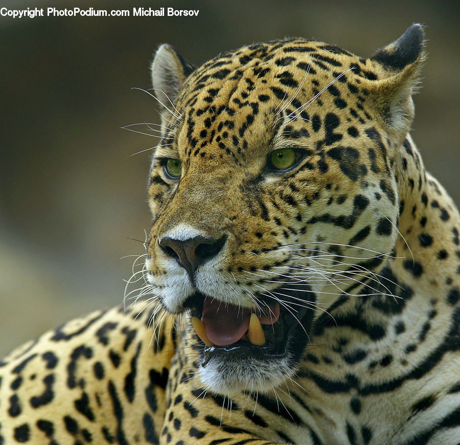 Animal, Jaguar, Leopard, Wildlife