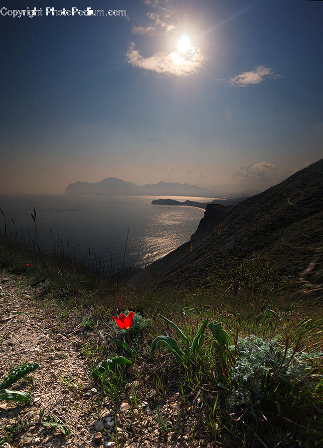 Field, Grass, Grassland, Plant, Blossom, Flora, Flower