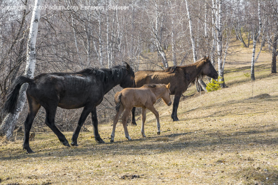 Animal, Colt Horse, Foal, Horse, Mammal, Countryside, Farm