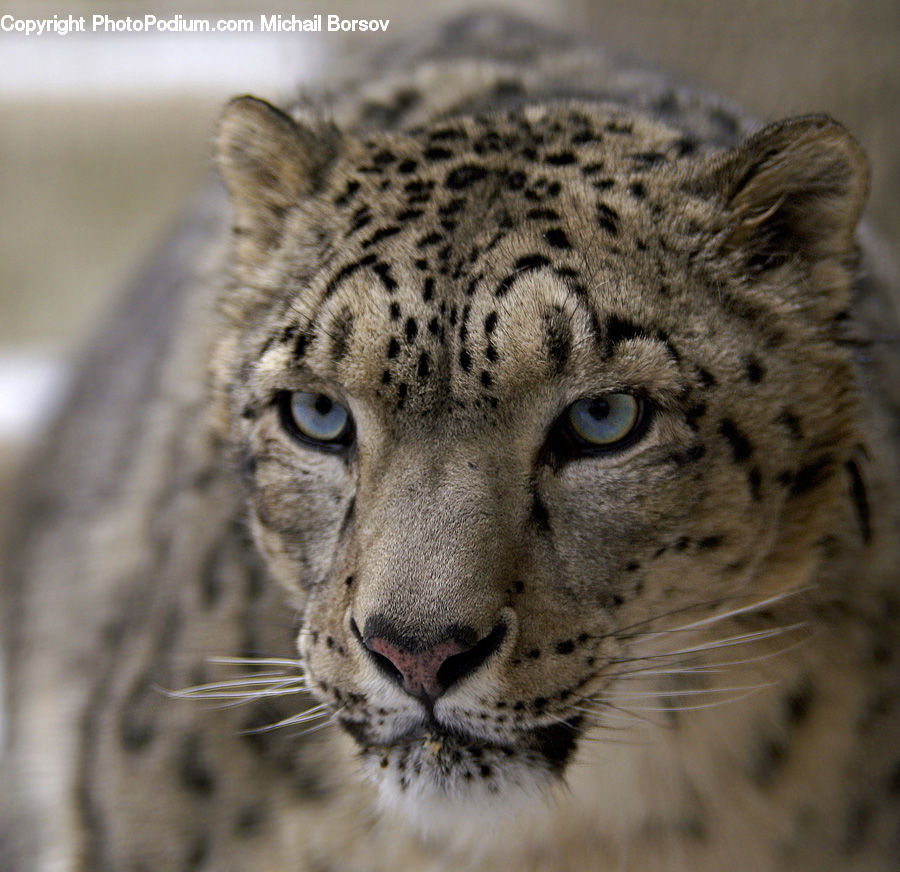 Animal, Leopard, Wildlife, Snow Leopard, Jaguar