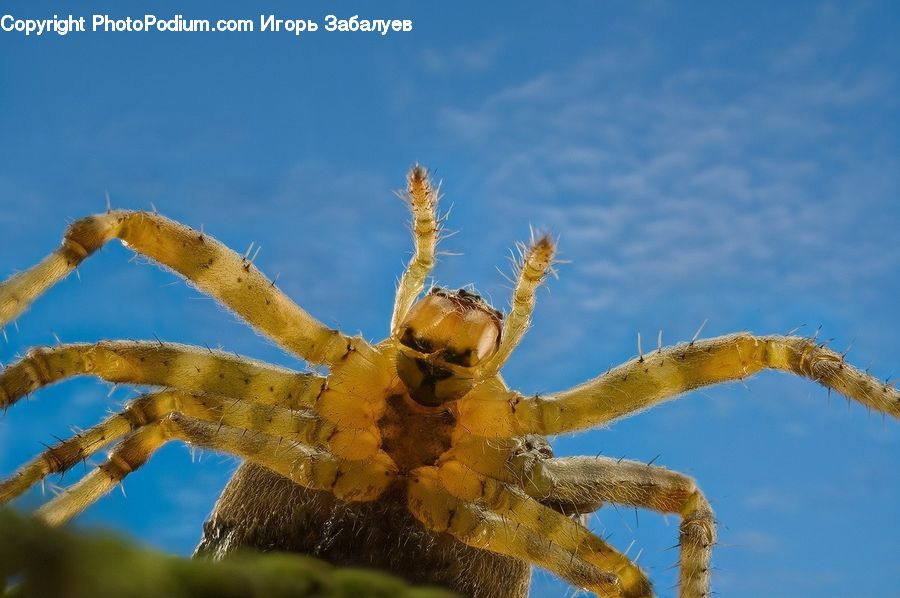 Arachnid, Garden Spider, Insect, Invertebrate, Spider, Crab, Sea Life