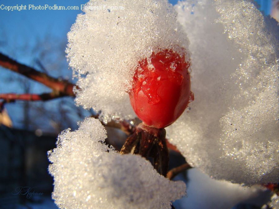 Frost, Ice, Outdoors, Snow, Cherry, Fruit, Food