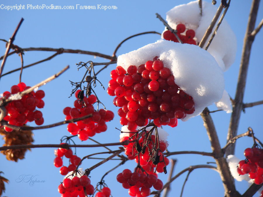 Plant, Vine, Fruit, Grapes, Cherry, Bird, Bishop