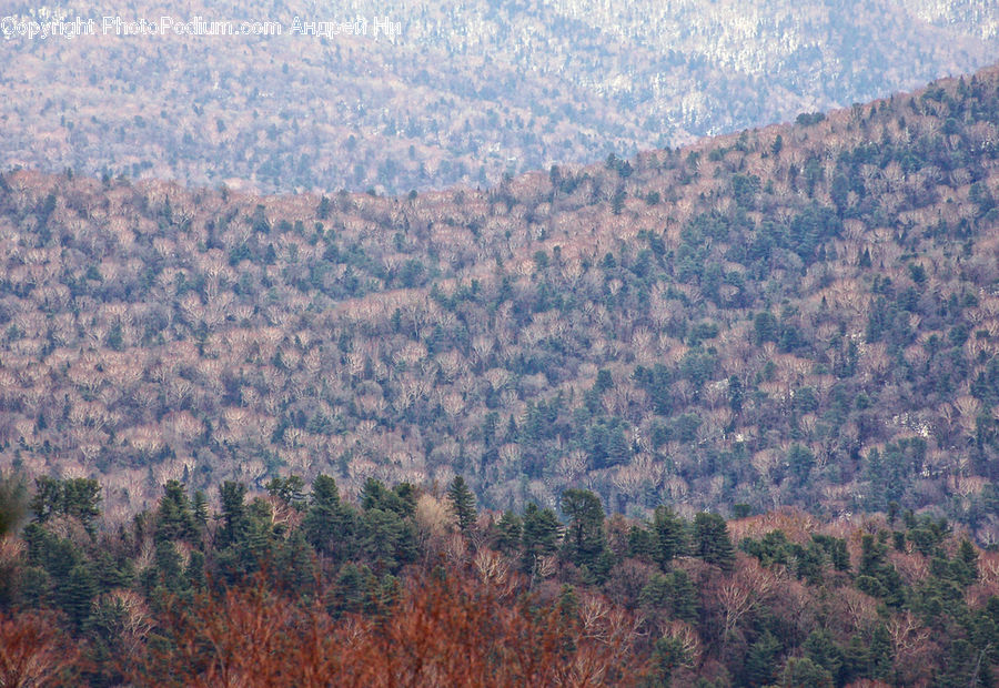 Conifer, Fir, Plant, Tree, Aerial View, Landscape, Nature