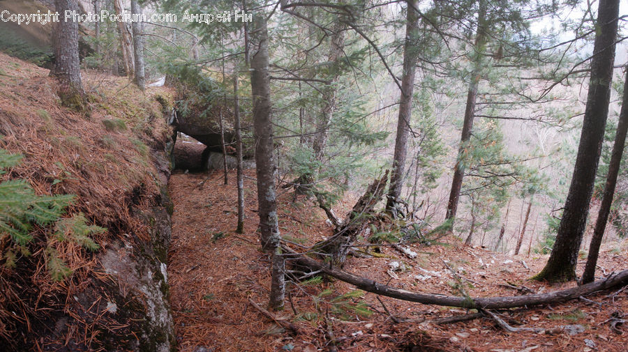 Forest, Vegetation, Soil, Grove, Land, Path, Trail