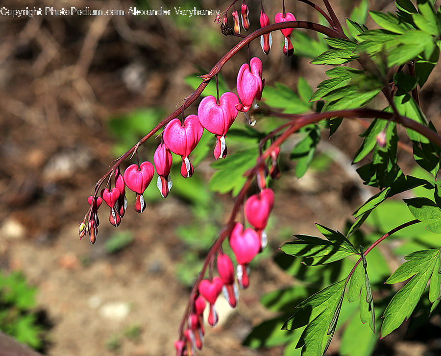 Blossom, Flora, Flower, Plant, Geranium, Conifer, Fir