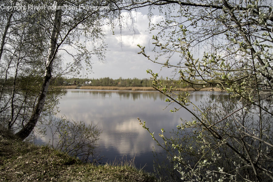 Land, Marsh, Pond, Swamp, Water, Blossom, Flora