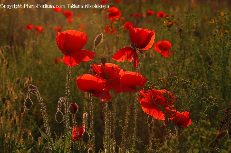 Blossom, Flora, Flower, Plant, Poppy, Fiber, Flax