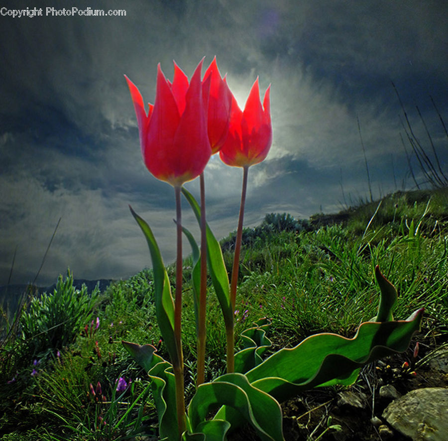 Plant, Field, Grass, Grassland, Blossom, Flora, Flower