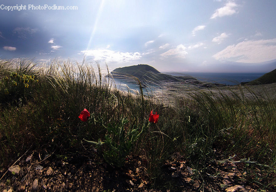 Field, Grass, Grassland, Plant, Land, Outdoors, Vegetation