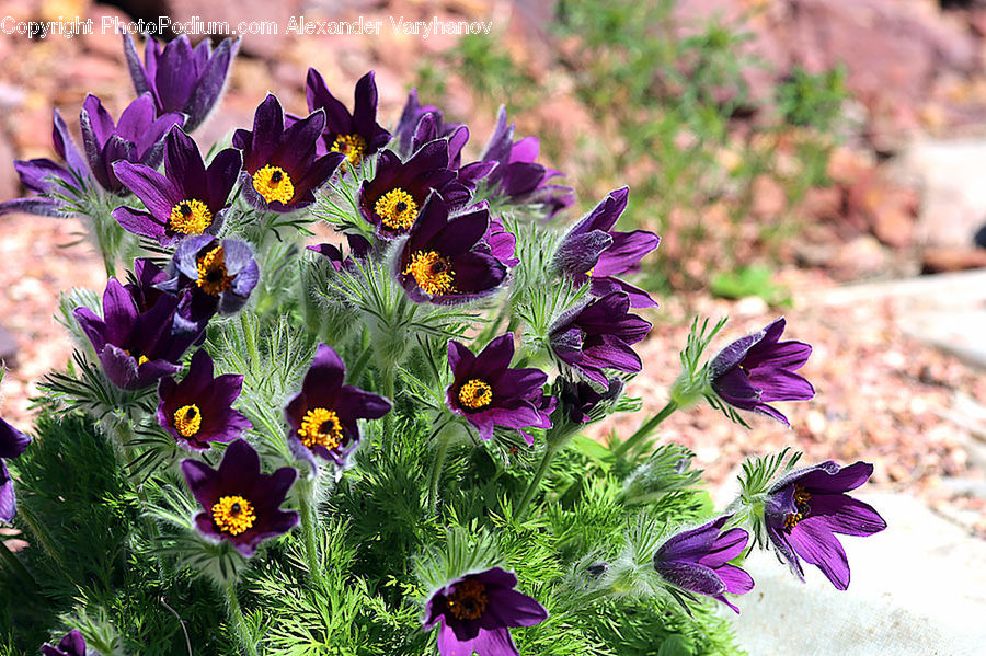 Blossom, Crocus, Flora, Flower, Plant, Cosmos, Geranium