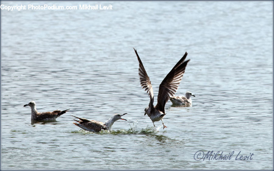 Bird, Waterfowl, Goose, Swallow, Pelican