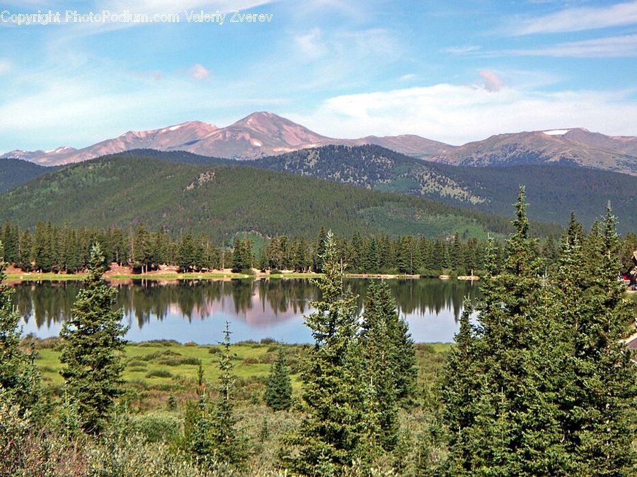 Conifer, Fir, Plant, Tree, Crest, Mountain, Mountain Range