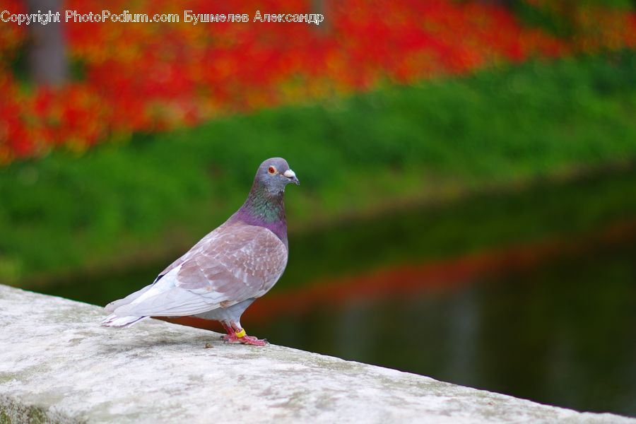 Bird, Pigeon, Dove