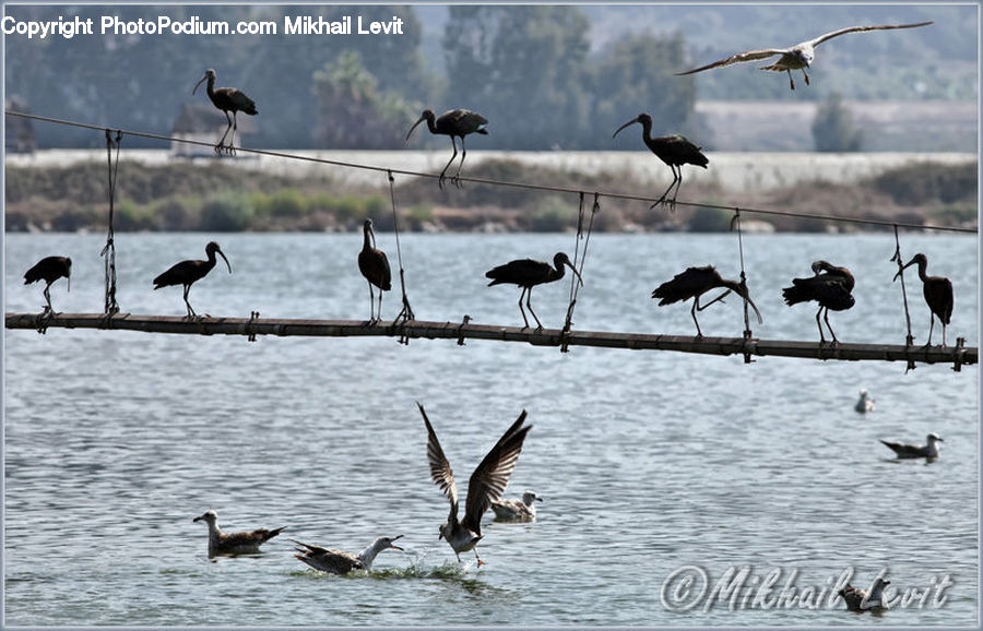 Bird, Crane Bird, Heron, Blackbird, Crow, Ardeidae, Stork
