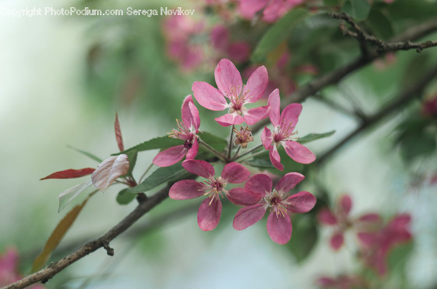 Blossom, Flora, Flower, Plant, Geranium, Lilac, Cherry Blossom