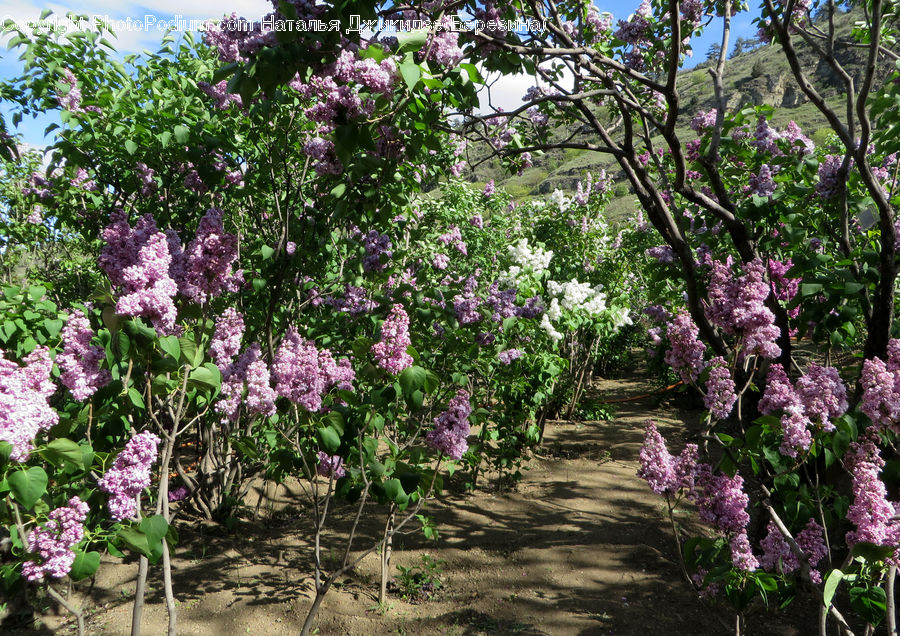 Blossom, Flower, Lilac, Plant, Flora, Allium, Bush