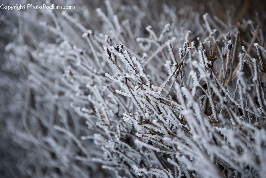 Field, Grass, Grassland, Plant, Frost, Ice, Outdoors