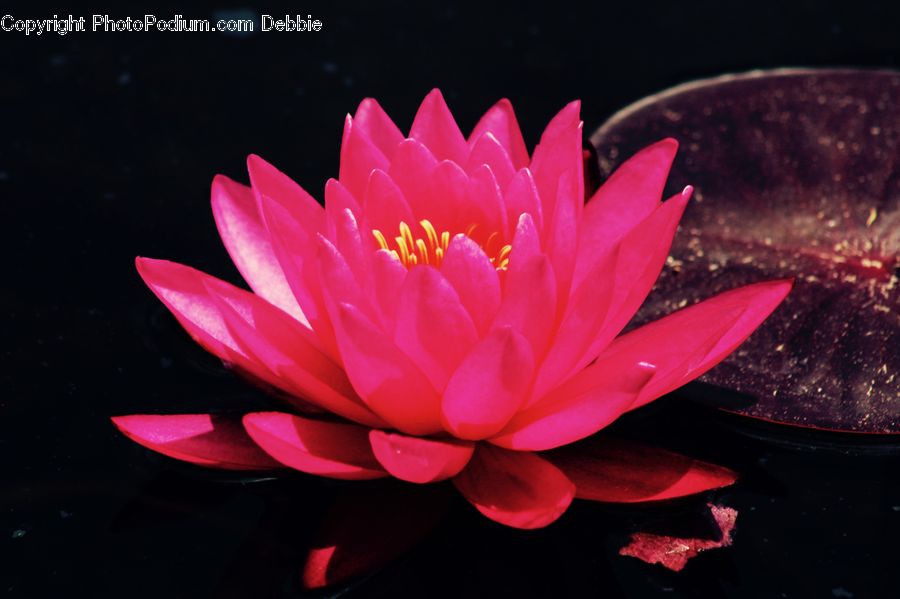 Flower, Lily, Plant, Pond Lily, Blossom, Dahlia, Flora