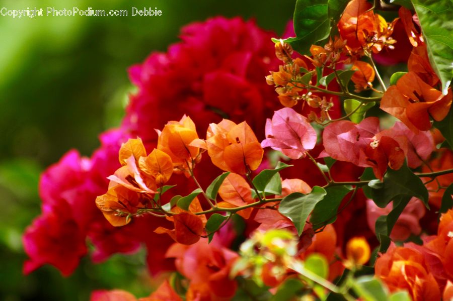 Blossom, Flora, Flower, Plant, Potted Plant, Gladiolus, Rose