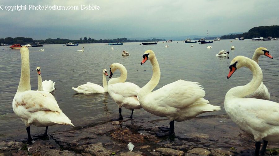 Bird, Swan, Waterfowl, Beak, Goose