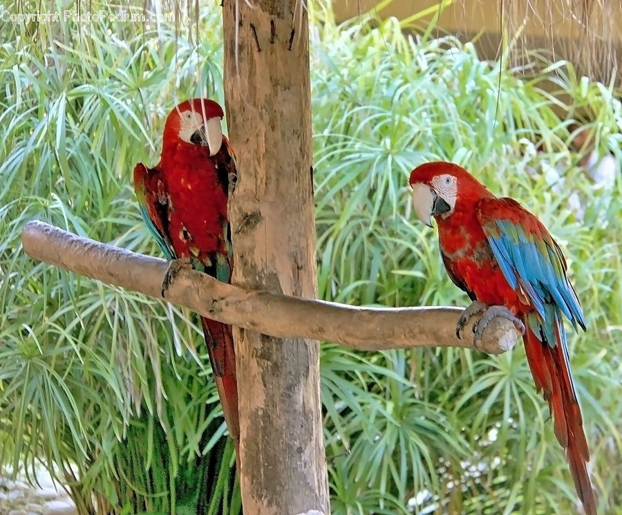 Bird, Macaw, Parrot, Beak, Flicker Bird, Woodpecker, Plant
