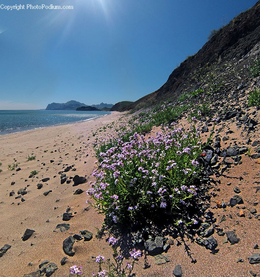 Flower, Lupin, Plant, Blossom, Lilac, Beach, Coast