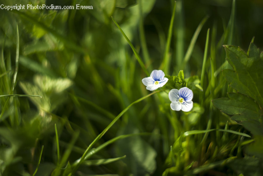 Fiber, Flax, Flora, Flower, Plant, Blossom, Field