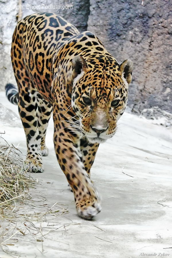 Animal, Jaguar, Leopard, Zoo, Wildlife