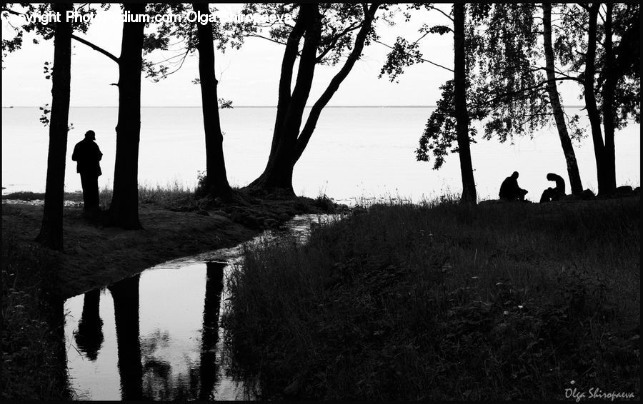 Plant, Tree, Silhouette, Forest, Grove, Land, Vegetation