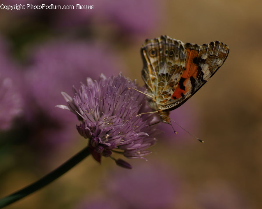Butterfly, Insect, Invertebrate, Flora, Flower, Plant, Thistle