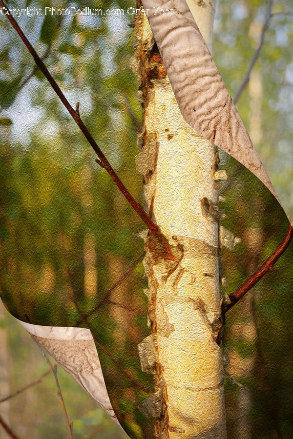 Birch, Tree, Wood, Oak, Sycamore, Tree Trunk, Blossom