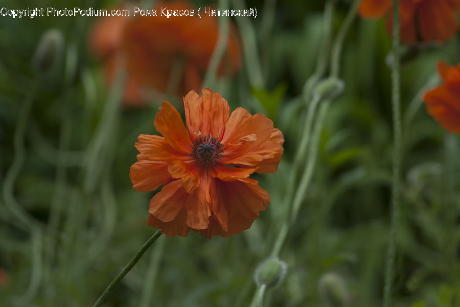 Cosmos, Plant, Blossom, Flora, Flower, Poppy, Weed