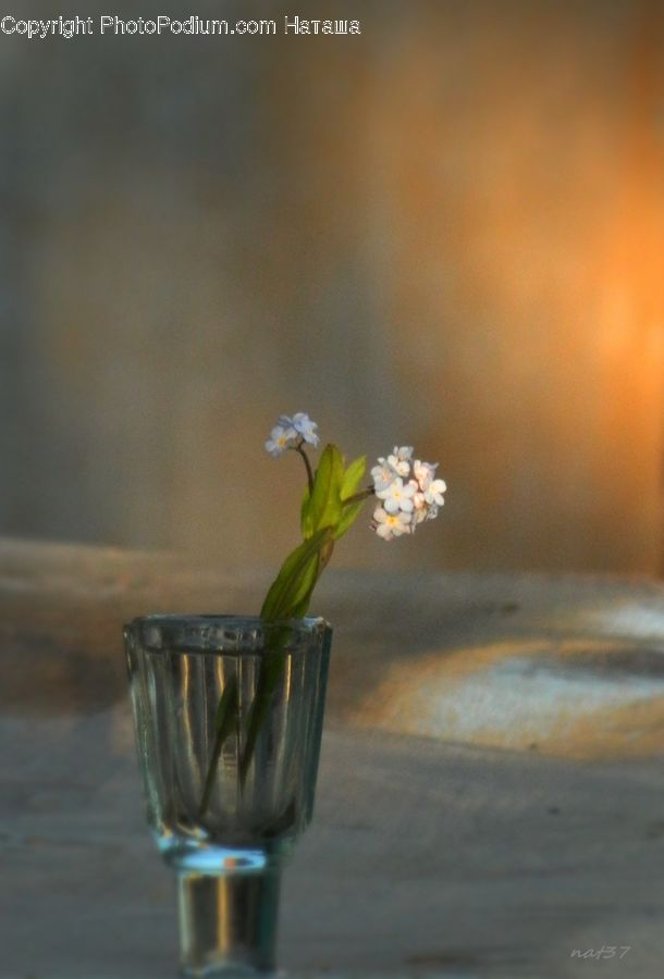 Plant, Potted Plant, Glass, Goblet, Flower Arrangement, Ikebana, Vase