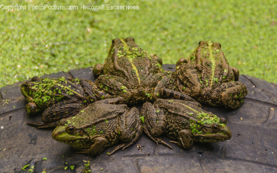 Amphibian, Frog, Wildlife, Toad, Field, Grass, Grassland