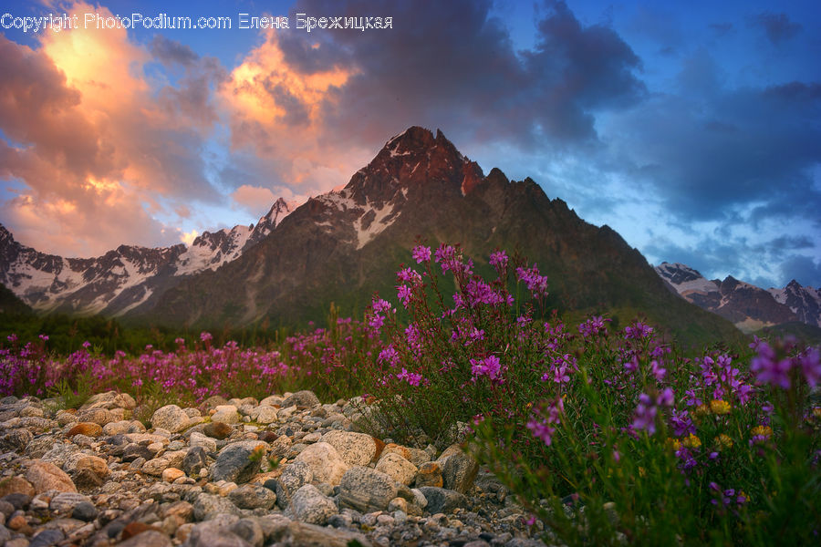 Flower, Lupin, Plant, Crest, Mountain, Mountain Range, Outdoors