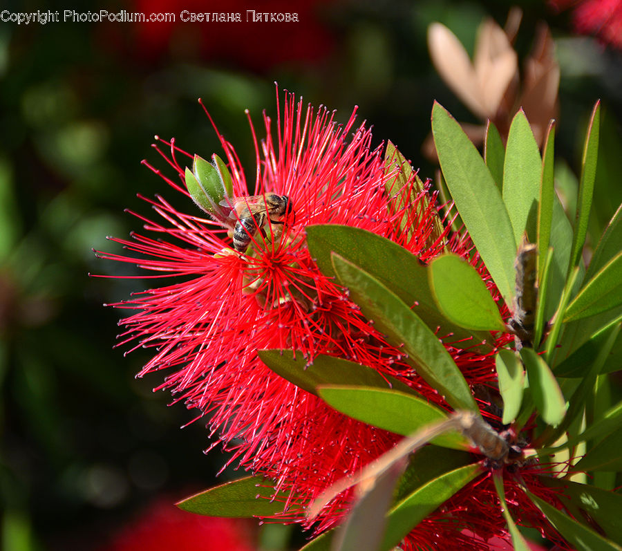 Blossom, Flora, Flower, Plant, Conifer, Fir, Tree