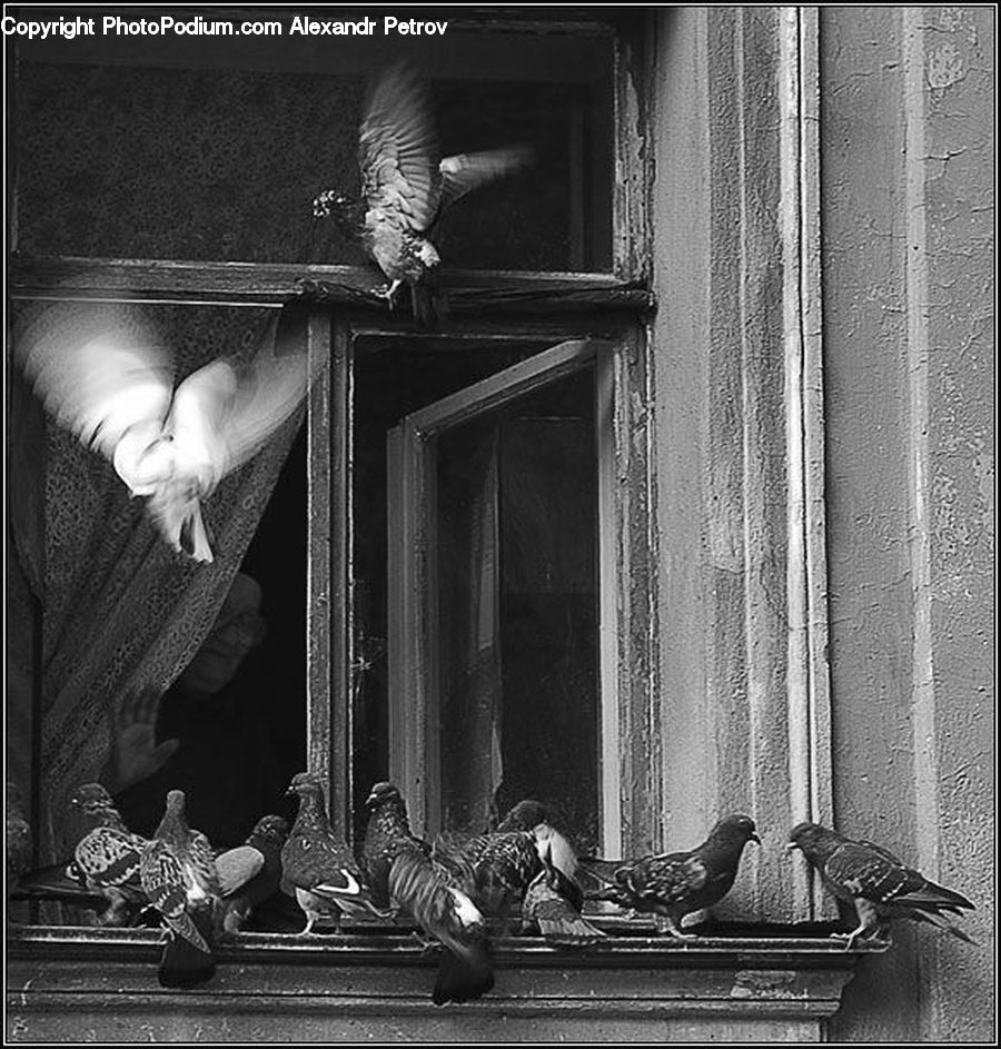 Altar, Architecture, Bird, Pigeon, People, Person