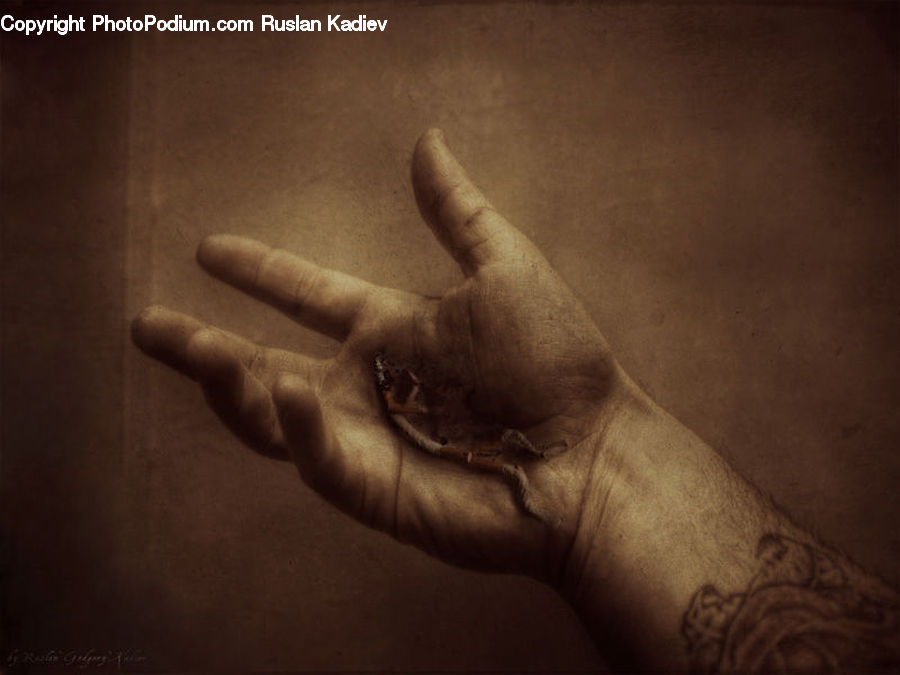 Finger, Hand