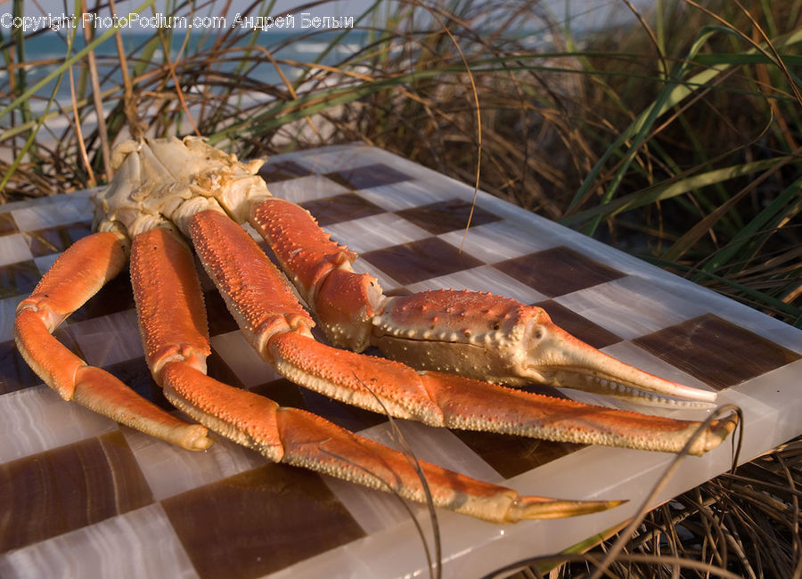 Crab, Invertebrate, Sea Life, Seafood, King Crab, Boat, Dinghy