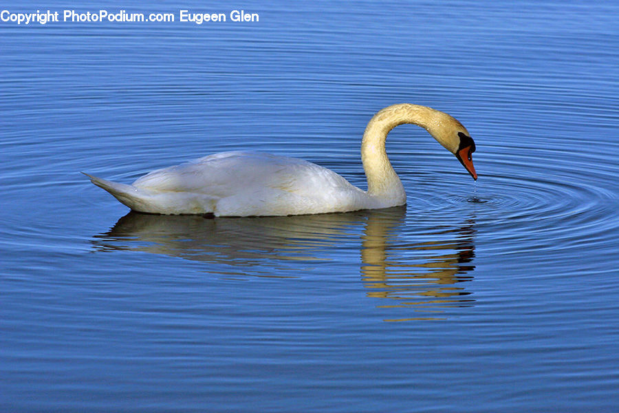 Bird, Swan, Waterfowl, Goose