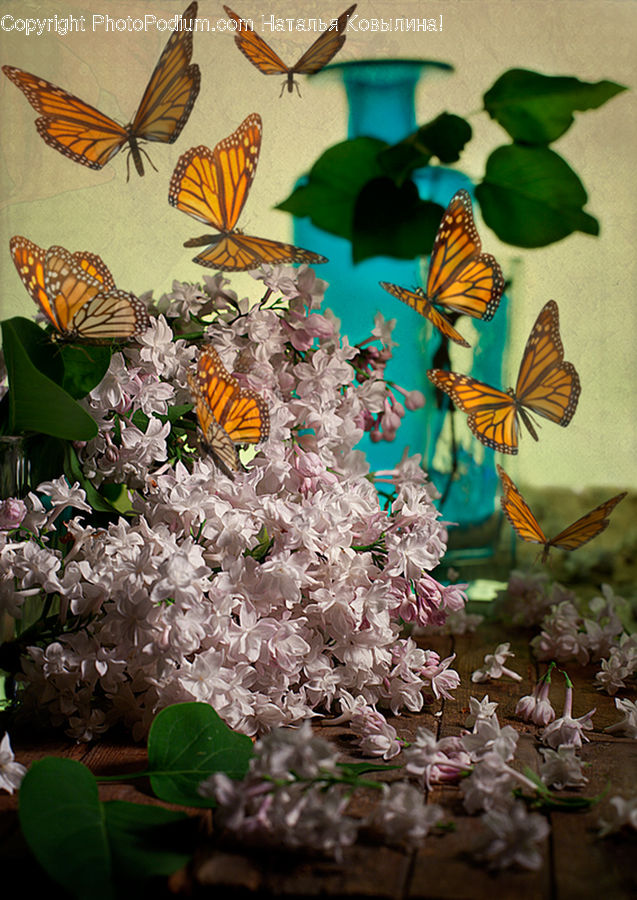 Butterfly, Insect, Monarch, Blossom, Flora, Flower, Plant