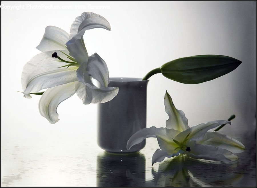 Plant, Potted Plant, Flower Arrangement, Ikebana, Vase, Amaryllis, Flower