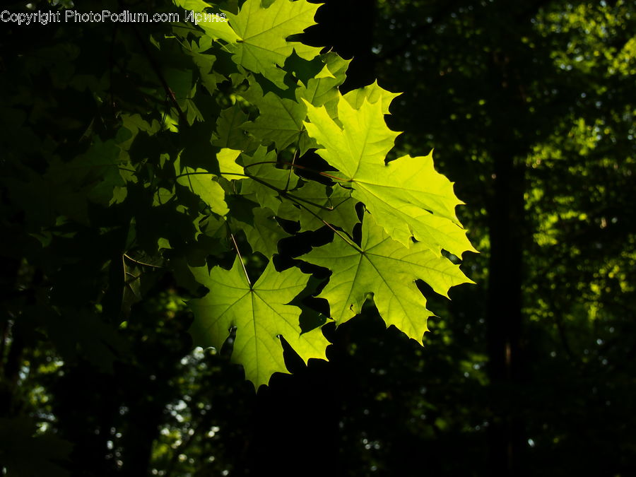 Maple, Maple Leaf, Plant, Tree, Wood, Forest, Vegetation