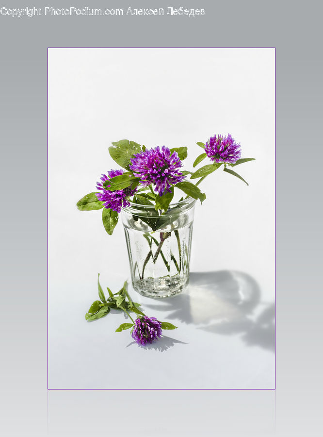 Jar, Porcelain, Vase, Herbs, Mint, Plant, Flower