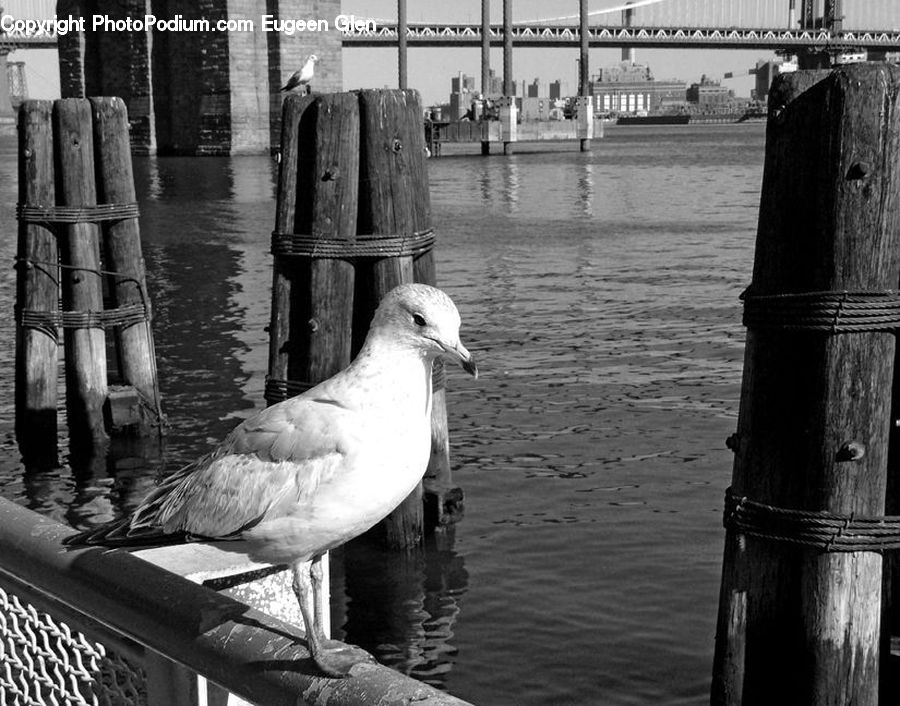 Bird, Seagull, Brick, Bench, Water, Dock, Landing